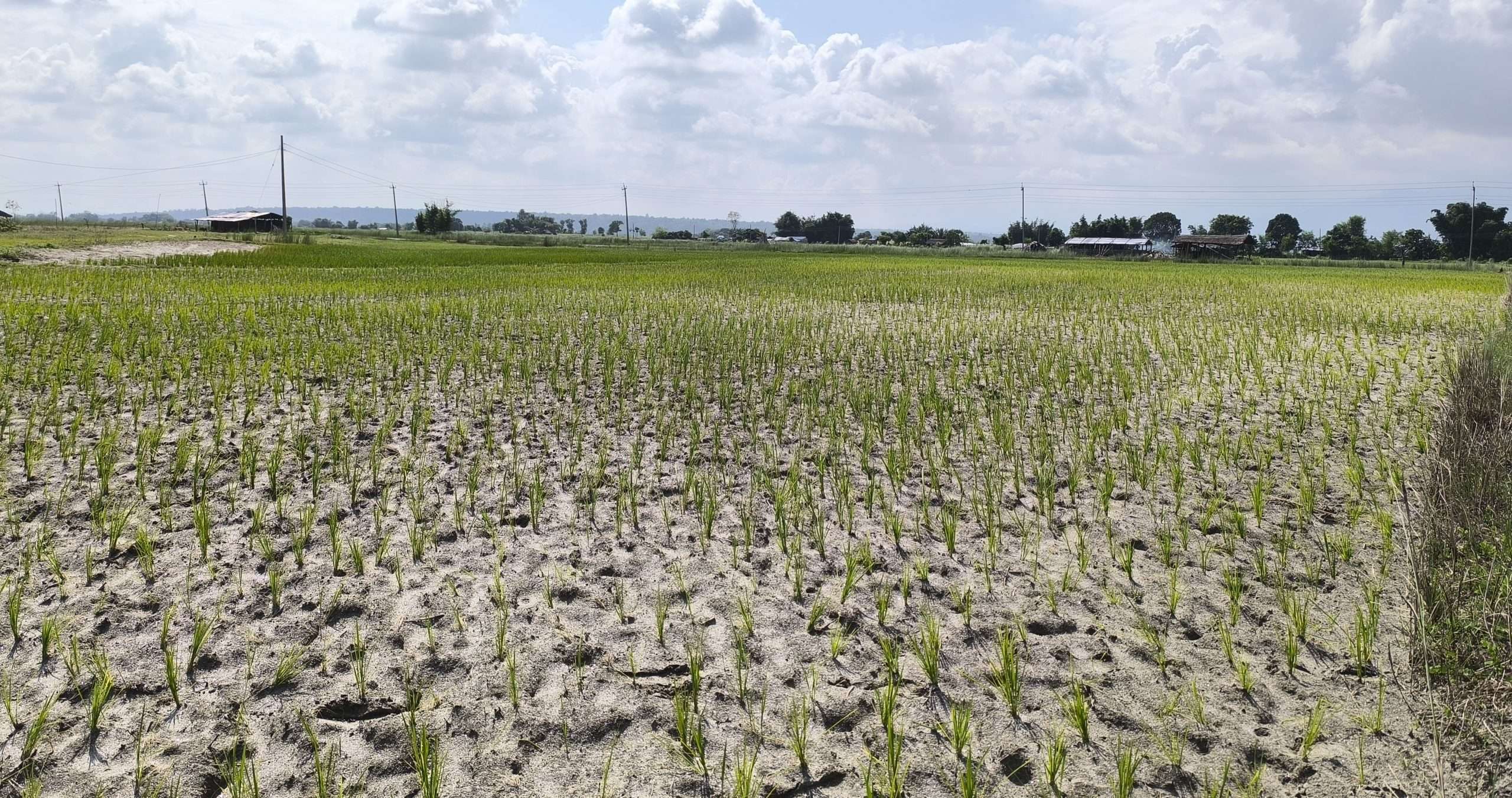 Farmers worried due to prolonged drought in Mahottari, Nepal