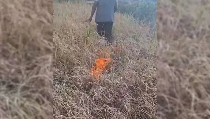 खडेरीले धान उत्पादन नभएपछि कृषकले खेतमै लगाए आगो