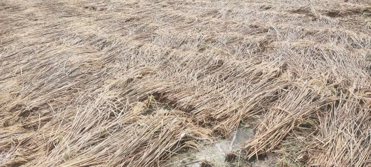 बेमौसमी वर्षाले  रामेछापमा ८७ हेक्टरभन्दा बढी धानबालीमा क्षति
