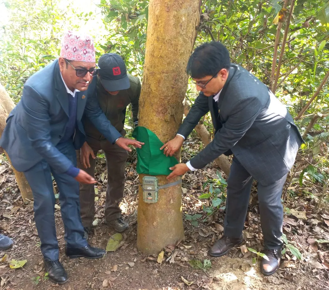 Nepal starts counting tigers