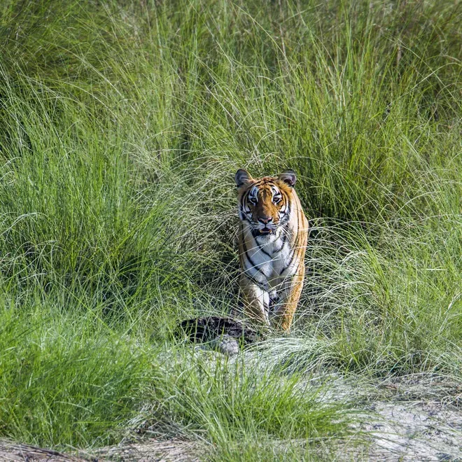 GEF to provide  US$3.6 m to manage human–tiger interface